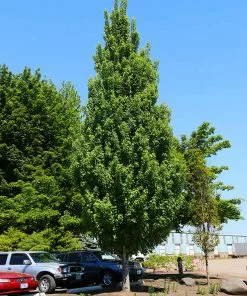 Fast Growing Trees Armstrong Gold® Maple 9 Fast Growing Trees Armstrong Gold® Maple