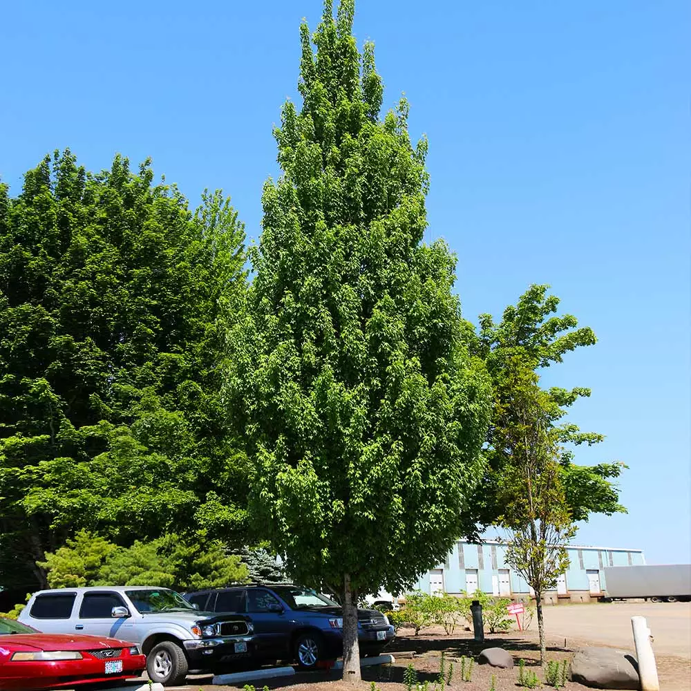 Fast Growing Trees Armstrong Gold® Maple 5 Fast Growing Trees Armstrong Gold® Maple