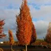Fast Growing Trees Armstrong Gold® Maple 2 Fast Growing Trees Armstrong Gold® Maple