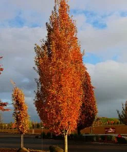 Fast Growing Trees Armstrong Gold® Maple