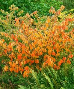 Fast Growing Trees Arnold Promise Witch Hazel Shrub 10 Fast Growing Trees Arnold Promise Witch Hazel Shrub