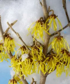 Fast Growing Trees Arnold Promise Witch Hazel Shrub
