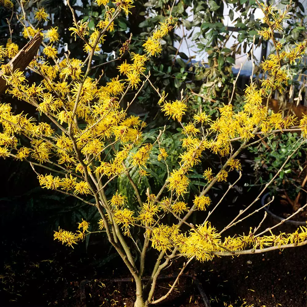 Fast Growing Trees Arnold Promise Witch Hazel Shrub 5 Fast Growing Trees Arnold Promise Witch Hazel Shrub