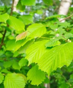Fast Growing Trees Arnold Promise Witch Hazel Shrub 11 Fast Growing Trees Arnold Promise Witch Hazel Shrub