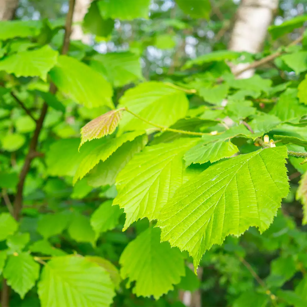 Fast Growing Trees Arnold Promise Witch Hazel Shrub 7 Fast Growing Trees Arnold Promise Witch Hazel Shrub