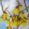 Fast Growing Trees Arnold Promise Witch Hazel Shrub 1 Fast Growing Trees Arnold Promise Witch Hazel Shrub