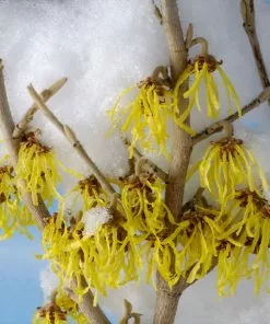 Fast Growing Trees Arnold Promise Witch Hazel Shrub