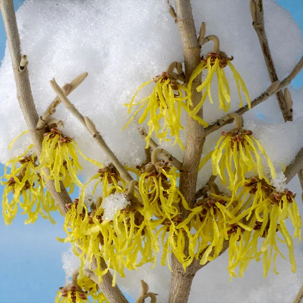 Fast Growing Trees Arnold Promise Witch Hazel Shrub 3 Fast Growing Trees Arnold Promise Witch Hazel Shrub