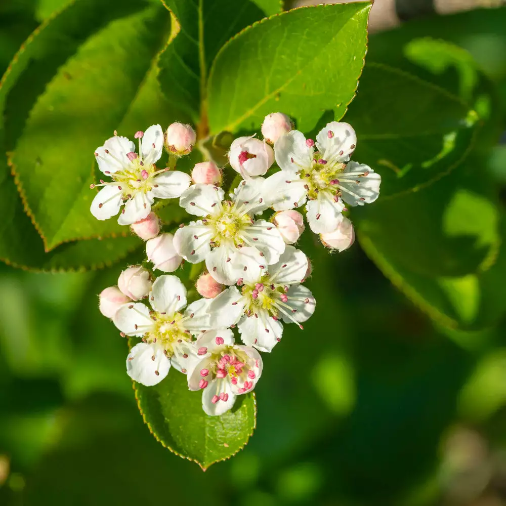 Fast Growing Trees Plants For Wet Areas Viking Aronia Chokeberry Bush 5 Fast Growing Trees Plants For Wet Areas Viking Aronia Chokeberry Bush