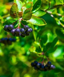 Fast Growing Trees Plants For Wet Areas Viking Aronia Chokeberry Bush 13 Fast Growing Trees Plants For Wet Areas Viking Aronia Chokeberry Bush