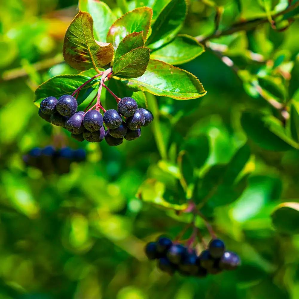 Fast Growing Trees Plants For Wet Areas Viking Aronia Chokeberry Bush 8 Fast Growing Trees Plants For Wet Areas Viking Aronia Chokeberry Bush