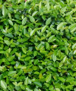 Fast Growing Trees Asiatic Jasmine Shrub See All Shrubs & Hedges