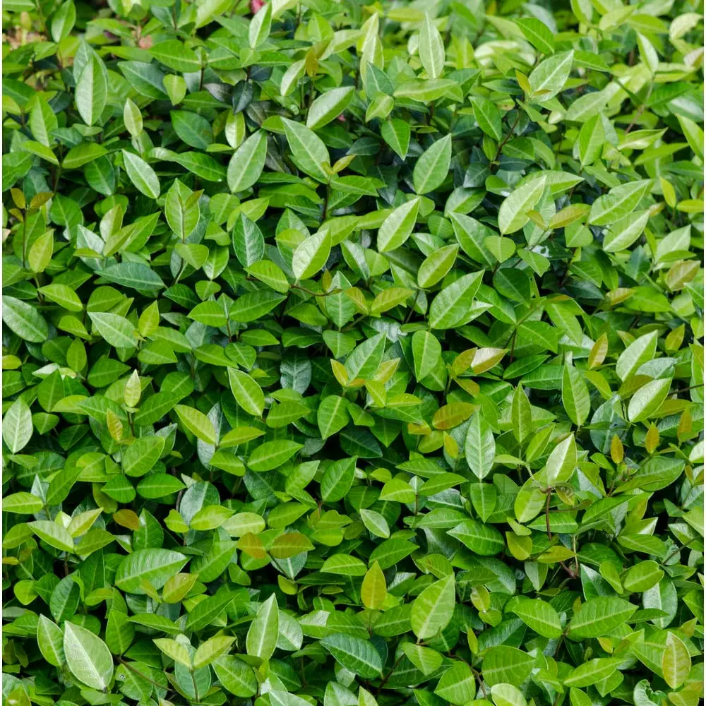Fast Growing Trees Asiatic Jasmine Shrub See All Shrubs & Hedges 4 Fast Growing Trees Asiatic Jasmine Shrub See All Shrubs & Hedges