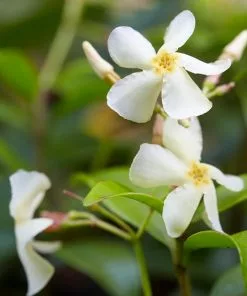 Fast Growing Trees Asiatic Jasmine Shrub See All Shrubs & Hedges 7 Fast Growing Trees Asiatic Jasmine Shrub See All Shrubs & Hedges