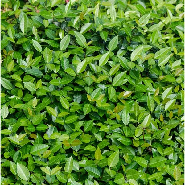 Fast Growing Trees Asiatic Jasmine Shrub See All Shrubs & Hedges 3 Fast Growing Trees Asiatic Jasmine Shrub See All Shrubs & Hedges