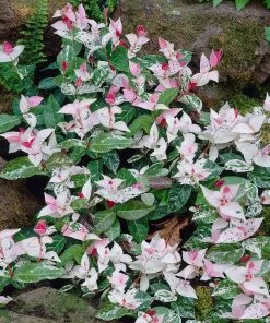 Fast Growing Trees Snow-N-Summer™ Asiatic Jasmine Shrub