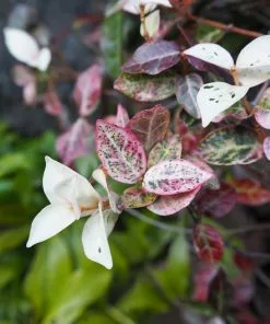 Fast Growing Trees Snow-N-Summer™ Asiatic Jasmine Shrub 9 Fast Growing Trees Snow-N-Summer™ Asiatic Jasmine Shrub