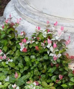 Fast Growing Trees Snow-N-Summer™ Asiatic Jasmine Shrub 11 Fast Growing Trees Snow-N-Summer™ Asiatic Jasmine Shrub