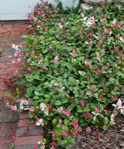 Fast Growing Trees Snow-N-Summer™ Asiatic Jasmine Shrub 10 Fast Growing Trees Snow-N-Summer™ Asiatic Jasmine Shrub