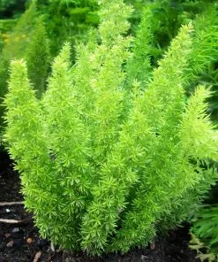 Fast Growing Trees Myers Asparagus Fern Plant Gift Plants 9 Fast Growing Trees Myers Asparagus Fern Plant Gift Plants