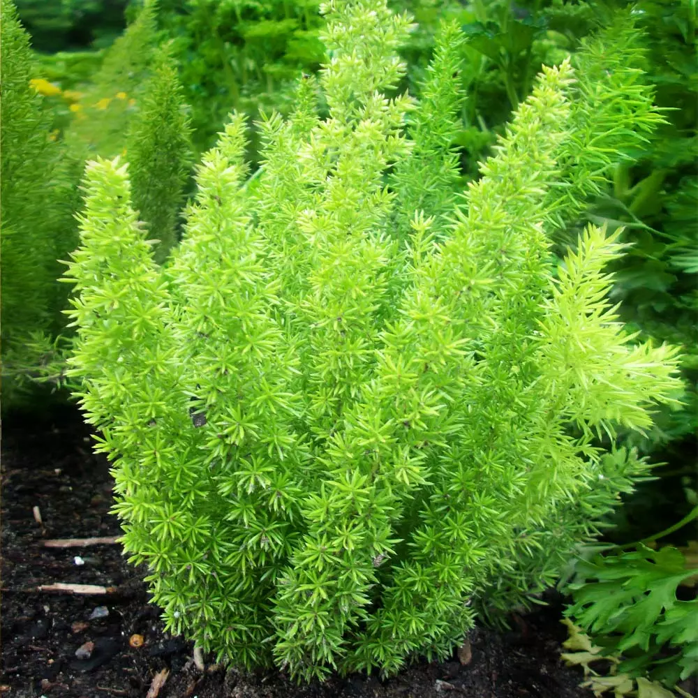 Fast Growing Trees Myers Asparagus Fern Plant Gift Plants 6 Fast Growing Trees Myers Asparagus Fern Plant Gift Plants