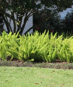 Fast Growing Trees Myers Asparagus Fern Plant Gift Plants 8 Fast Growing Trees Myers Asparagus Fern Plant Gift Plants