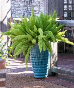 Fast Growing Trees Myers Asparagus Fern Plant Gift Plants