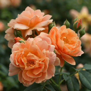 Fast Growing Trees At Last® Rose 3 Fast Growing Trees At Last® Rose