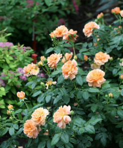 Fast Growing Trees At Last® Rose 10 Fast Growing Trees At Last® Rose