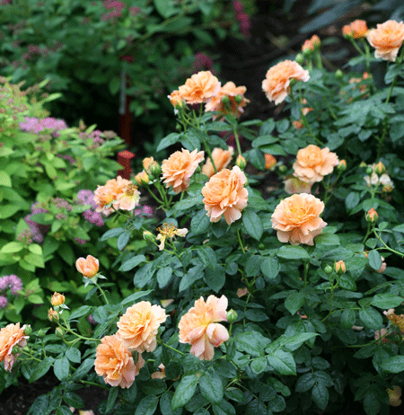 Fast Growing Trees At Last® Rose 6 Fast Growing Trees At Last® Rose