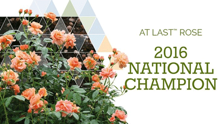 Fast Growing Trees At Last® Rose 5 Fast Growing Trees At Last® Rose