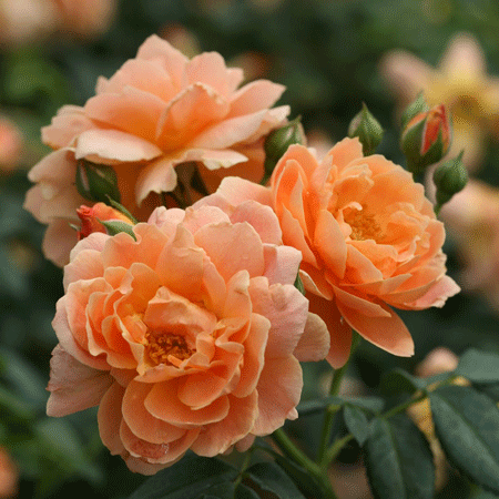 Fast Growing Trees At Last® Rose 4 Fast Growing Trees At Last® Rose