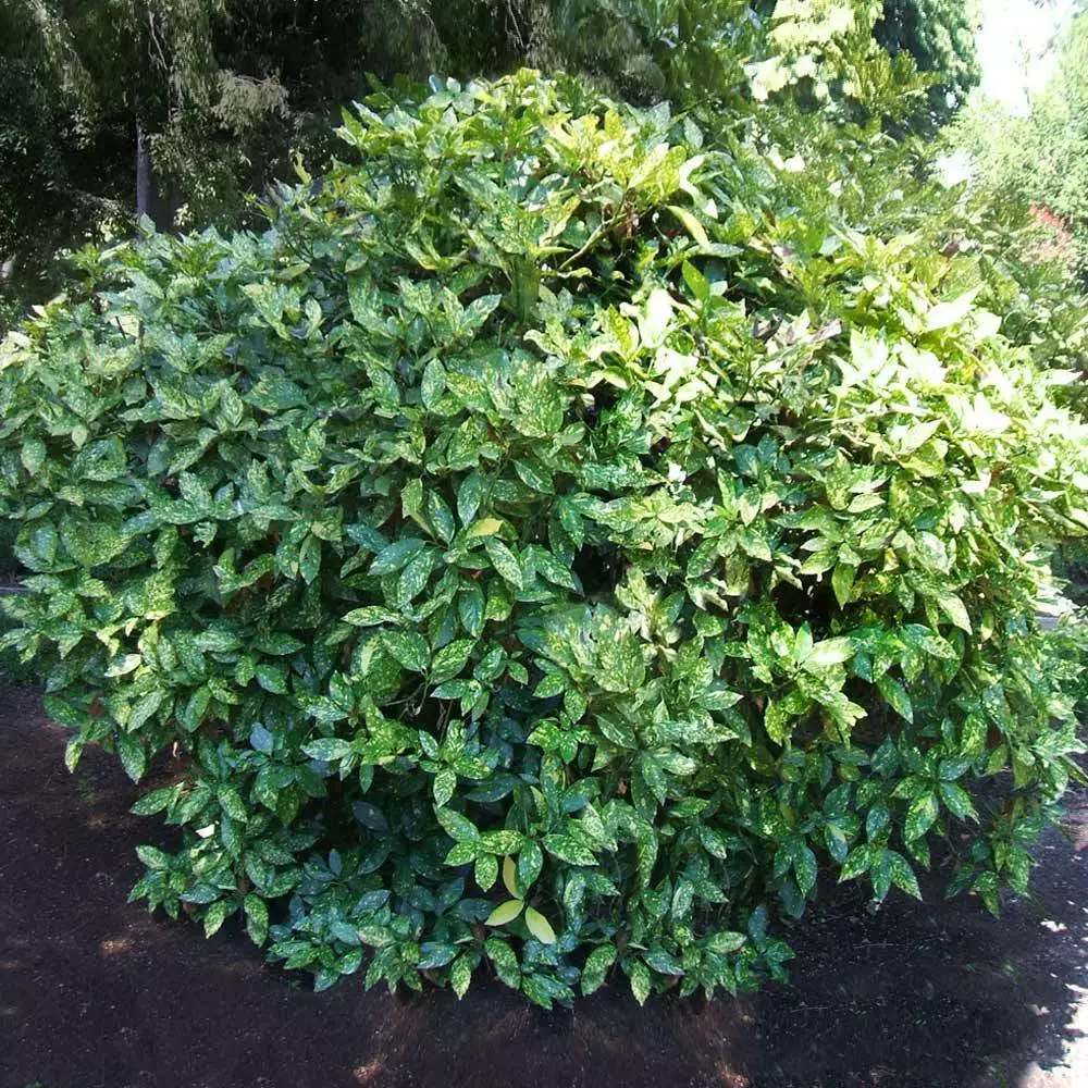 Fast Growing Trees Laurel Shrubs Japanese Gold Dust Aucuba Shrub 4 Fast Growing Trees Laurel Shrubs Japanese Gold Dust Aucuba Shrub