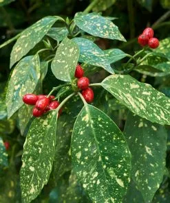 Fast Growing Trees Laurel Shrubs Japanese Gold Dust Aucuba Shrub 7 Fast Growing Trees Laurel Shrubs Japanese Gold Dust Aucuba Shrub