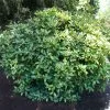 Fast Growing Trees Laurel Shrubs Japanese Gold Dust Aucuba Shrub 2 Fast Growing Trees Laurel Shrubs Japanese Gold Dust Aucuba Shrub