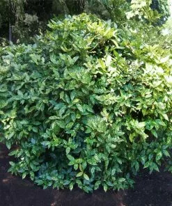 Fast Growing Trees Laurel Shrubs Japanese Gold Dust Aucuba Shrub