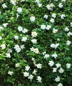Fast Growing Trees August Beauty Gardenia Shrub Gardenias