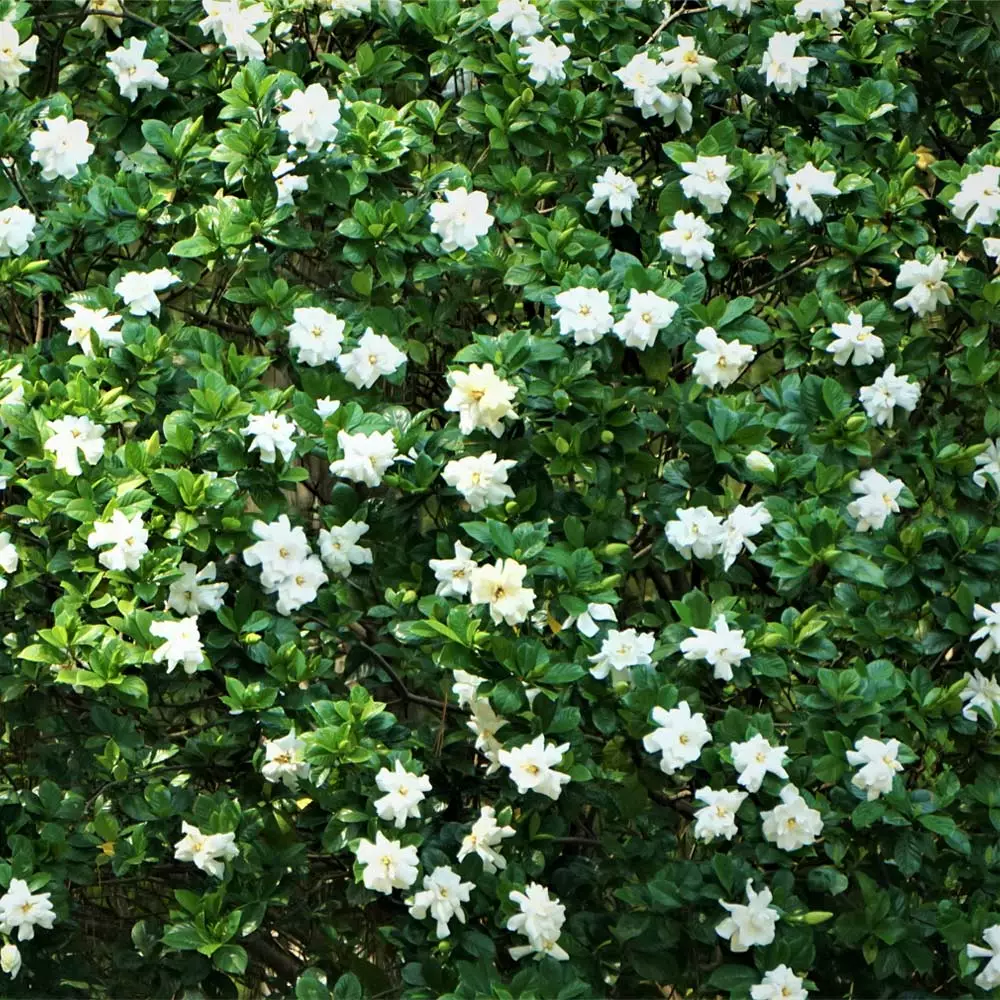 Fast Growing Trees August Beauty Gardenia Shrub Gardenias 4 Fast Growing Trees August Beauty Gardenia Shrub Gardenias