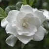 Fast Growing Trees August Beauty Gardenia Shrub Gardenias 1 Fast Growing Trees August Beauty Gardenia Shrub Gardenias