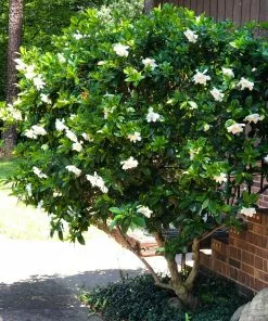 Fast Growing Trees August Beauty Gardenia Shrub Gardenias 11 Fast Growing Trees August Beauty Gardenia Shrub Gardenias