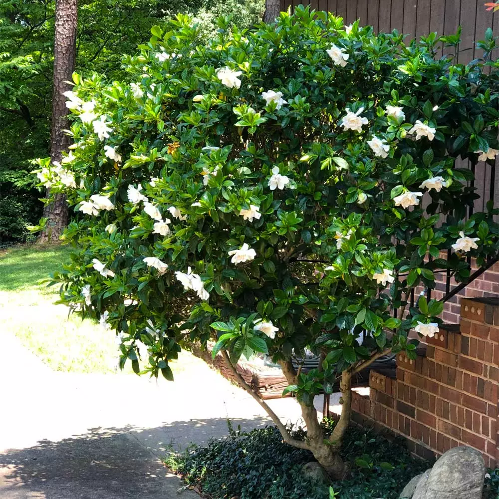 Fast Growing Trees August Beauty Gardenia Shrub Gardenias 7 Fast Growing Trees August Beauty Gardenia Shrub Gardenias
