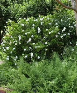 Fast Growing Trees August Beauty Gardenia Shrub Gardenias 10 Fast Growing Trees August Beauty Gardenia Shrub Gardenias