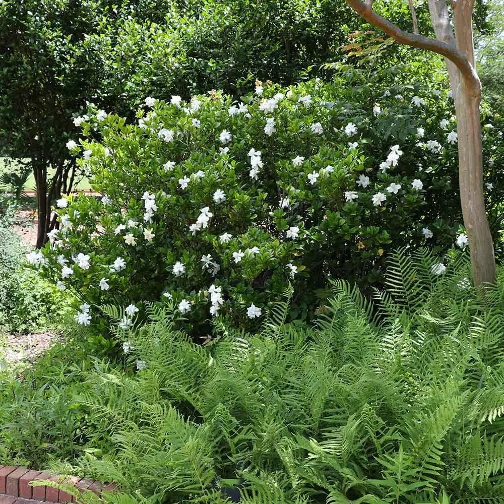 Fast Growing Trees August Beauty Gardenia Shrub Gardenias 6 Fast Growing Trees August Beauty Gardenia Shrub Gardenias