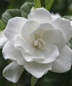 Fast Growing Trees August Beauty Gardenia Shrub Gardenias 9 Fast Growing Trees August Beauty Gardenia Shrub Gardenias