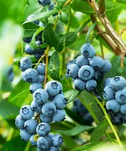 Fast Growing Trees Blueberry Bushes Aurora Blueberry Bush