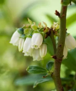 Fast Growing Trees Blueberry Bushes Aurora Blueberry Bush