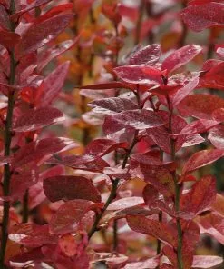 Fast Growing Trees Blueberry Bushes Aurora Blueberry Bush