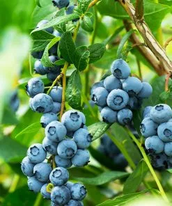 Fast Growing Trees Blueberry Bushes Aurora Blueberry Bush