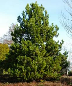 Fast Growing Trees Austrian Pine Tree 11 Fast Growing Trees Austrian Pine Tree