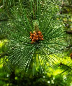 Fast Growing Trees Austrian Pine Tree 10 Fast Growing Trees Austrian Pine Tree